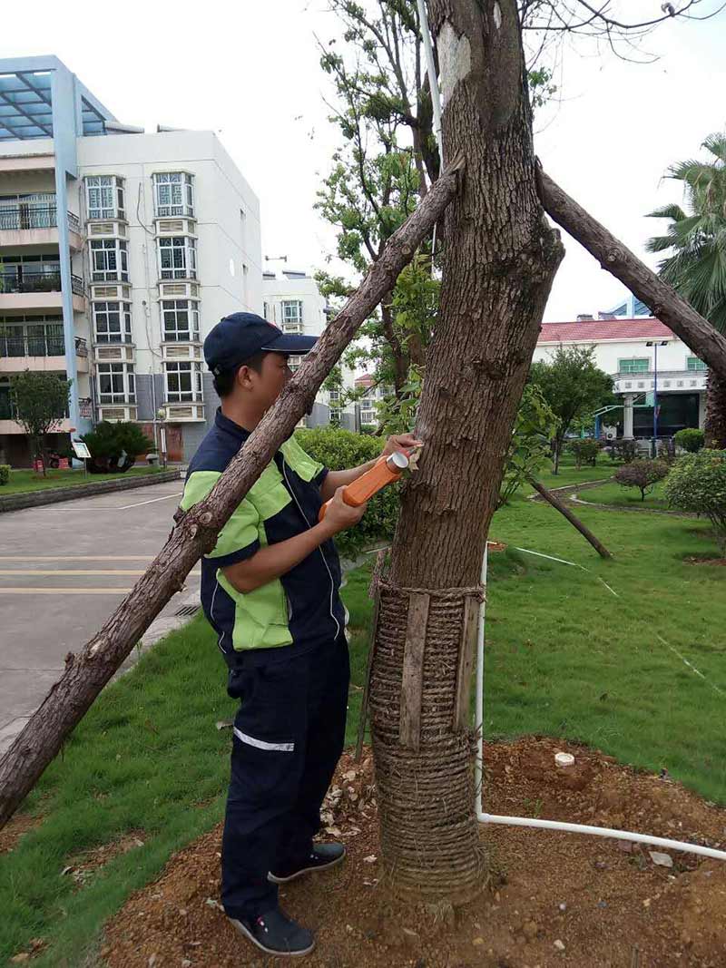 绿化白蚁防治